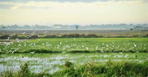 DENR saves 11 ‘bayawak’ openly sold in Pampanga.